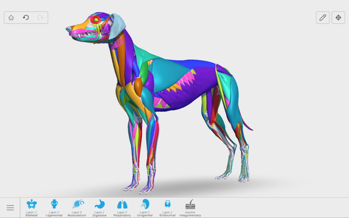Complete Canine Anatomy 3D