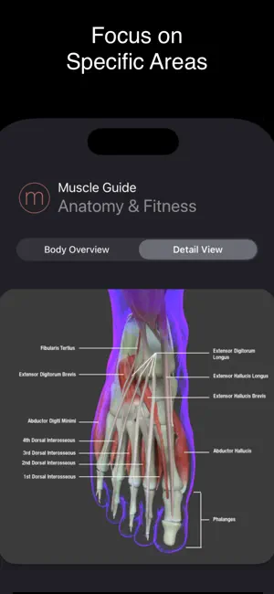 Fitness Muscle Guide screenshot 3
