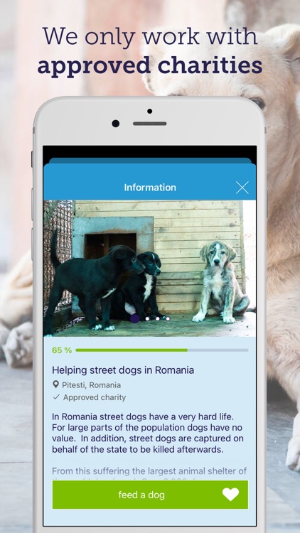 feed a dog: animal welfare