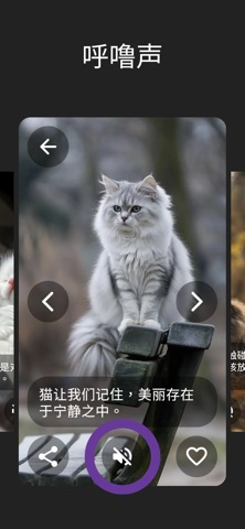 Purrity: 猫咪照片和呼噜声 screenshot