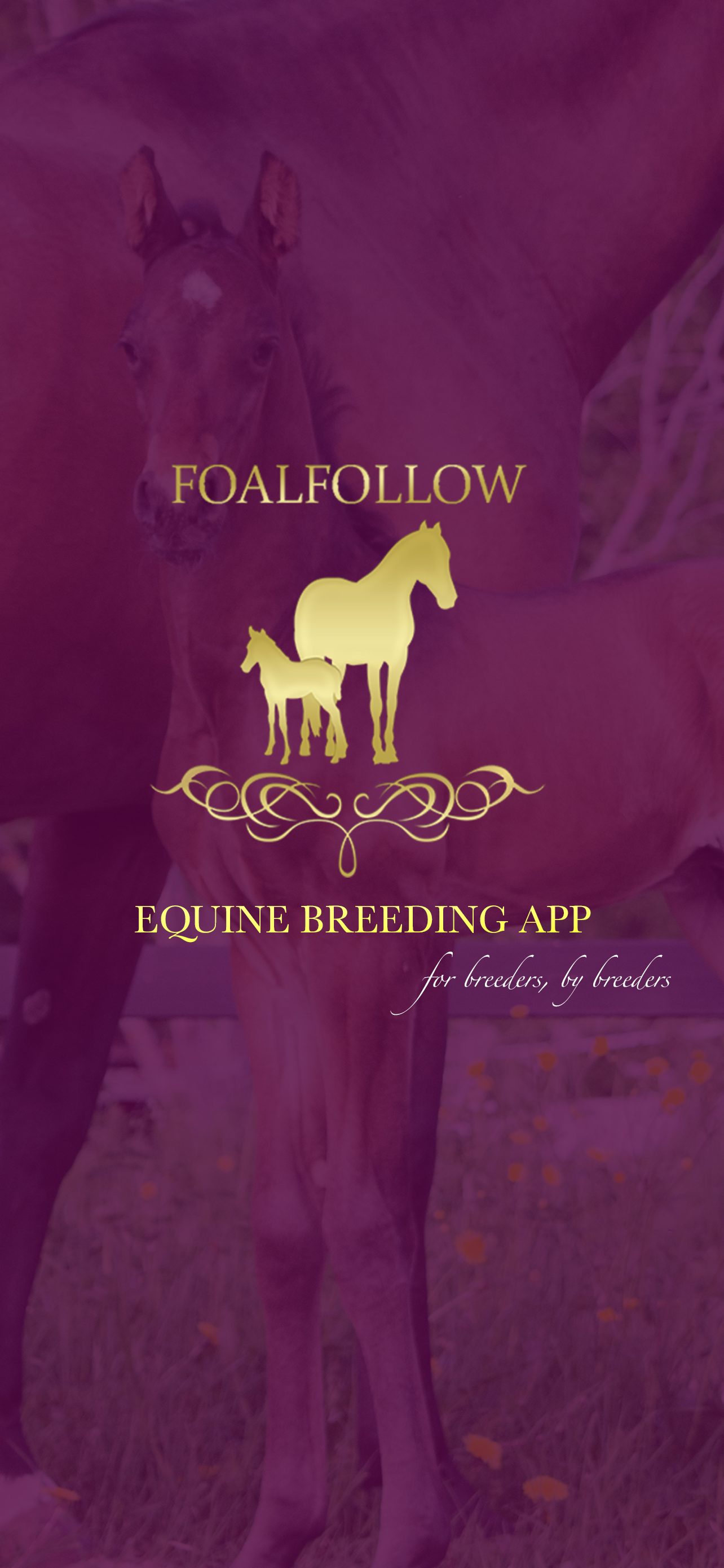 FoalFollow