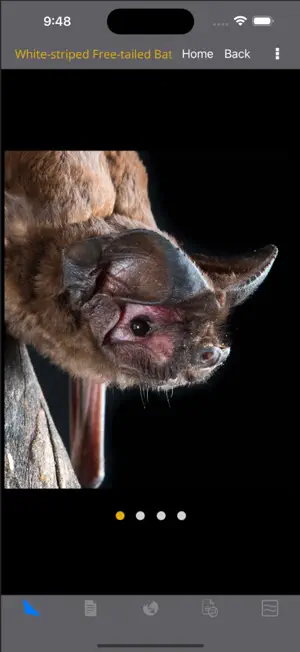 Field Guide to Australian Bats screenshot 3