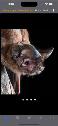 Field Guide to Australian Bats Screenshot 3 of 10