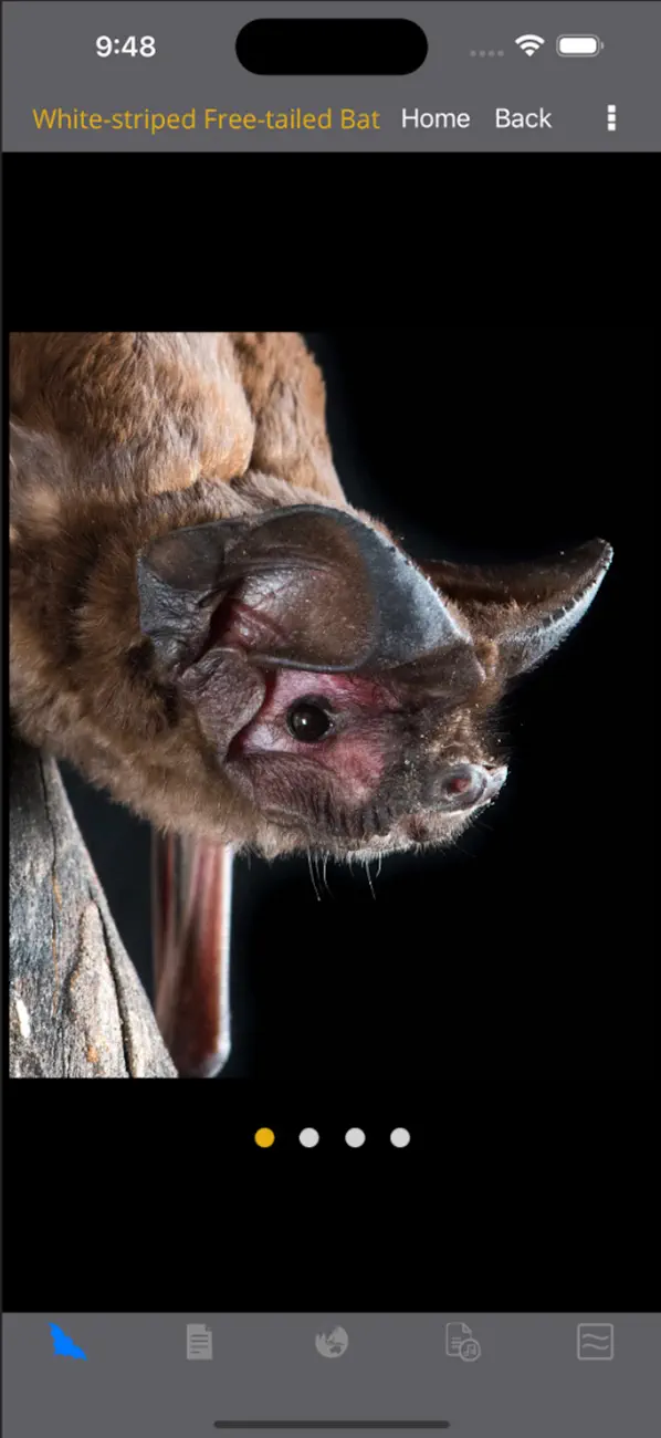 Screenshot #3 pour Field Guide to Australian Bats