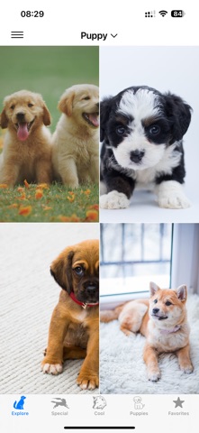 Cute Dog Wallpapers HD Screenshot 7 of 9