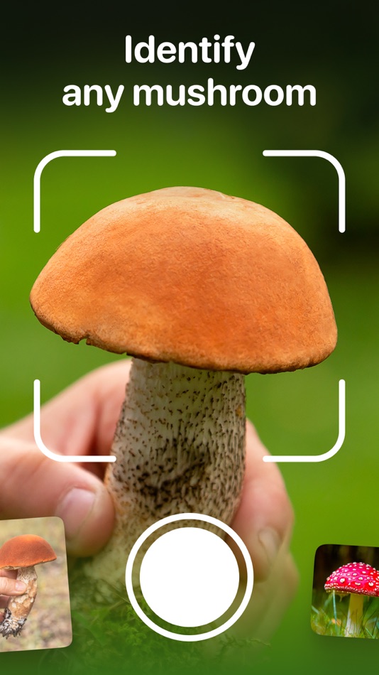 #1. Mushroom Identifier - Fungi ID (iOS) 由: Palina Baltsevich