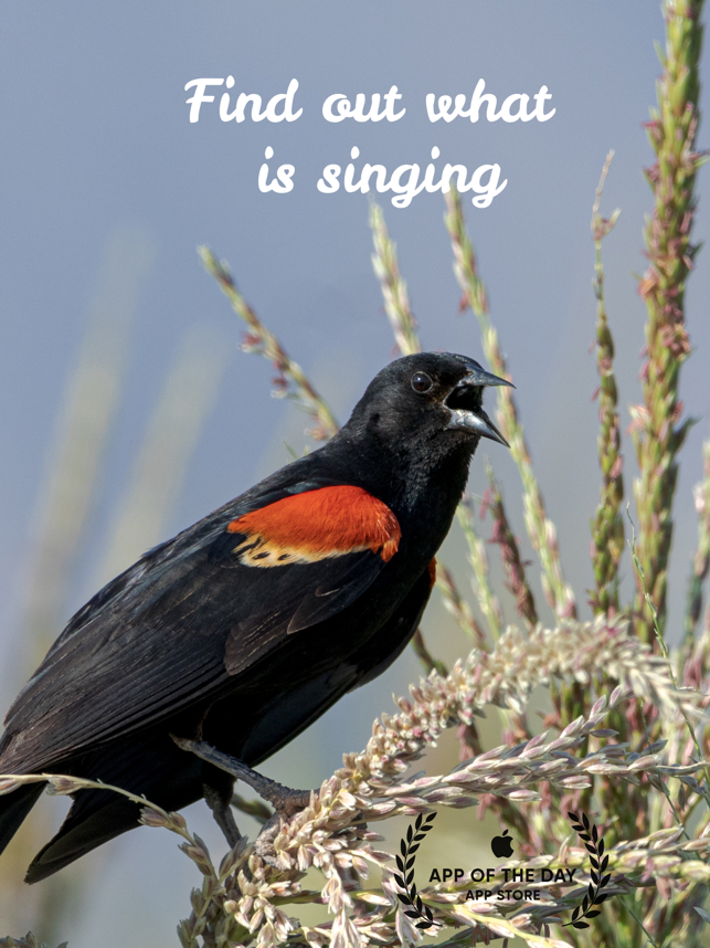 ‎ChirpOMatic - BirdSong USA Screenshot