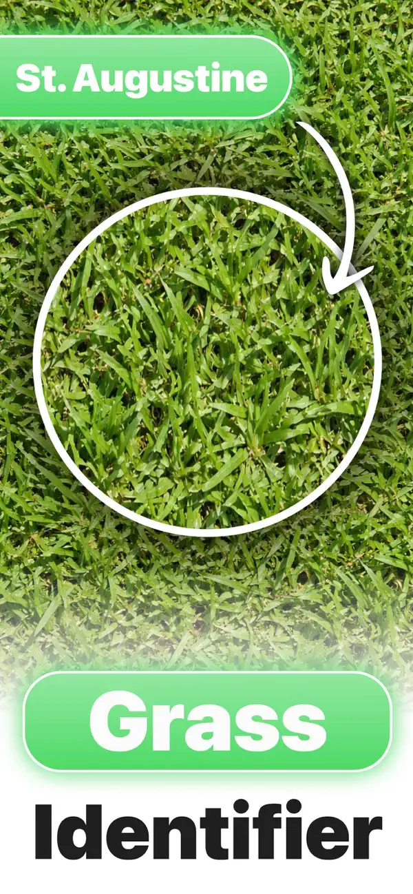 #1. Grass Identifier ° (iOS) Podle: Leonardo Estremadoyro
