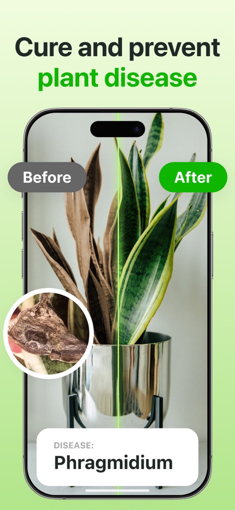Plant Identifier & Care App - This tool empowers users to diagnose plant diseases by comparing 'Before' and 'After' states and identifying specific conditions like 'Phragmidium'.