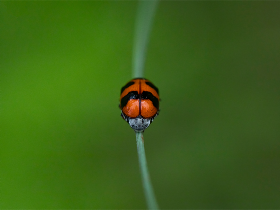 Screenshot #6 pour Target Ladybugs!