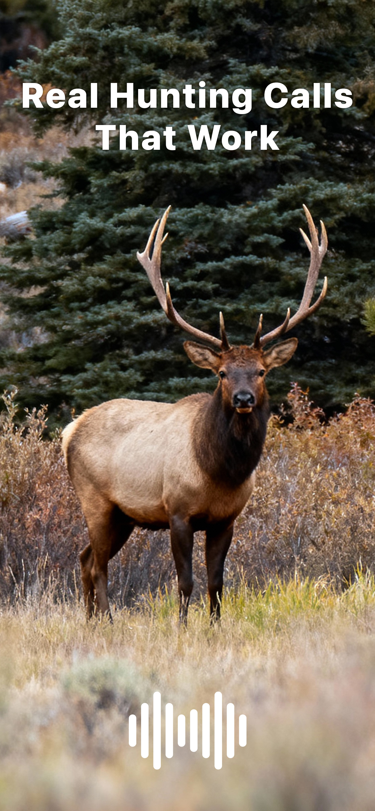 Hunting Calls: Elk