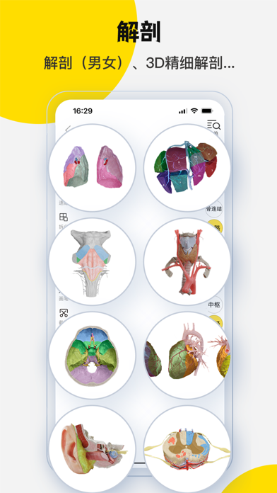 3Dbody解剖