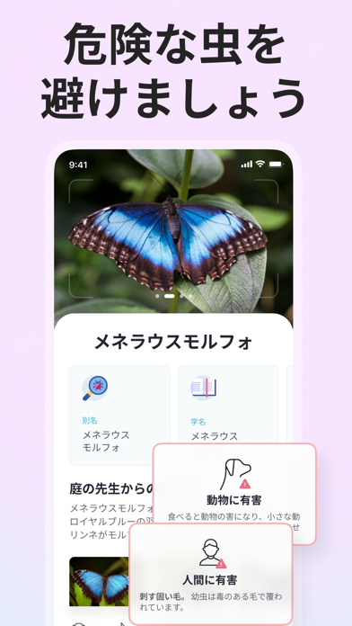 Picture Insect: 写真から昆虫やクモを識別するのスクリーンショット - 3