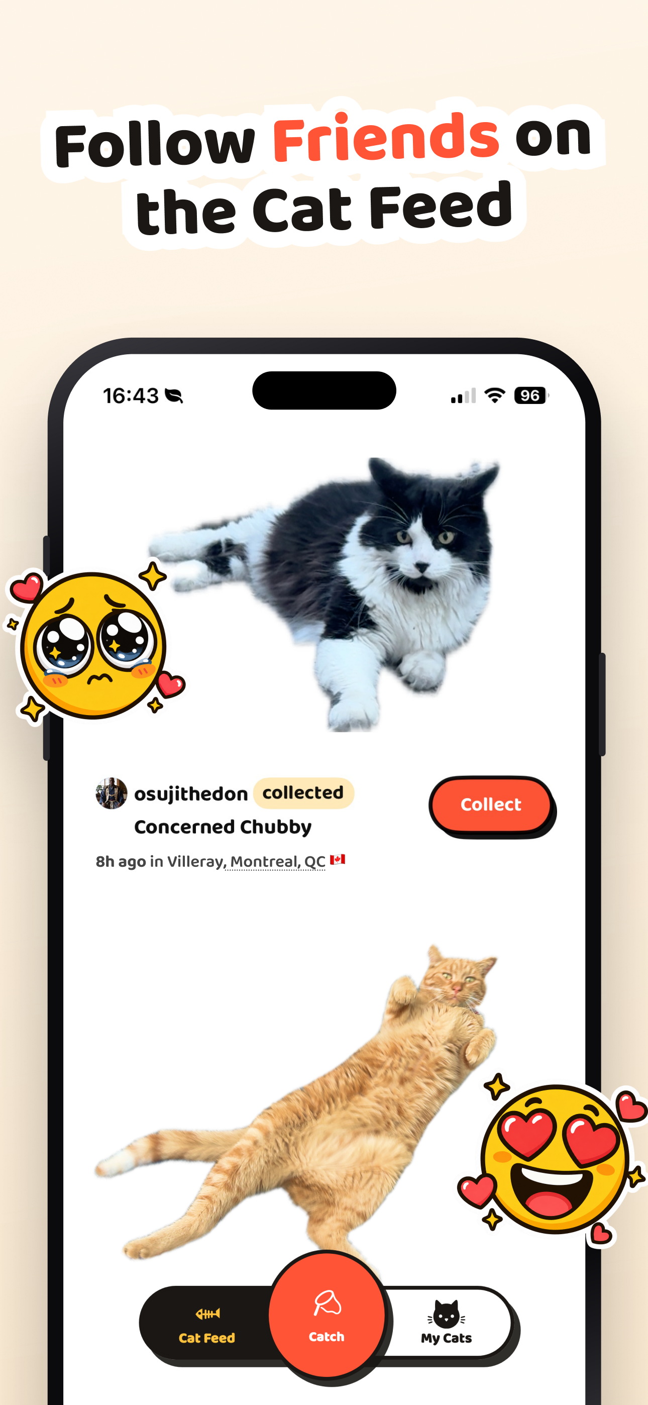 Cat Collector: Catch Real Cats screenshot 6