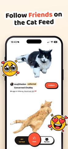 Cat Collector: 진짜 고양이 screenshot 6