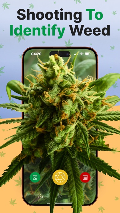 Weed Identifier App: Kush Scan Screenshot
