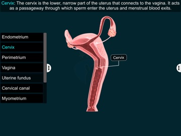 Female Repro Sys - EduTech Era iPad screenshot