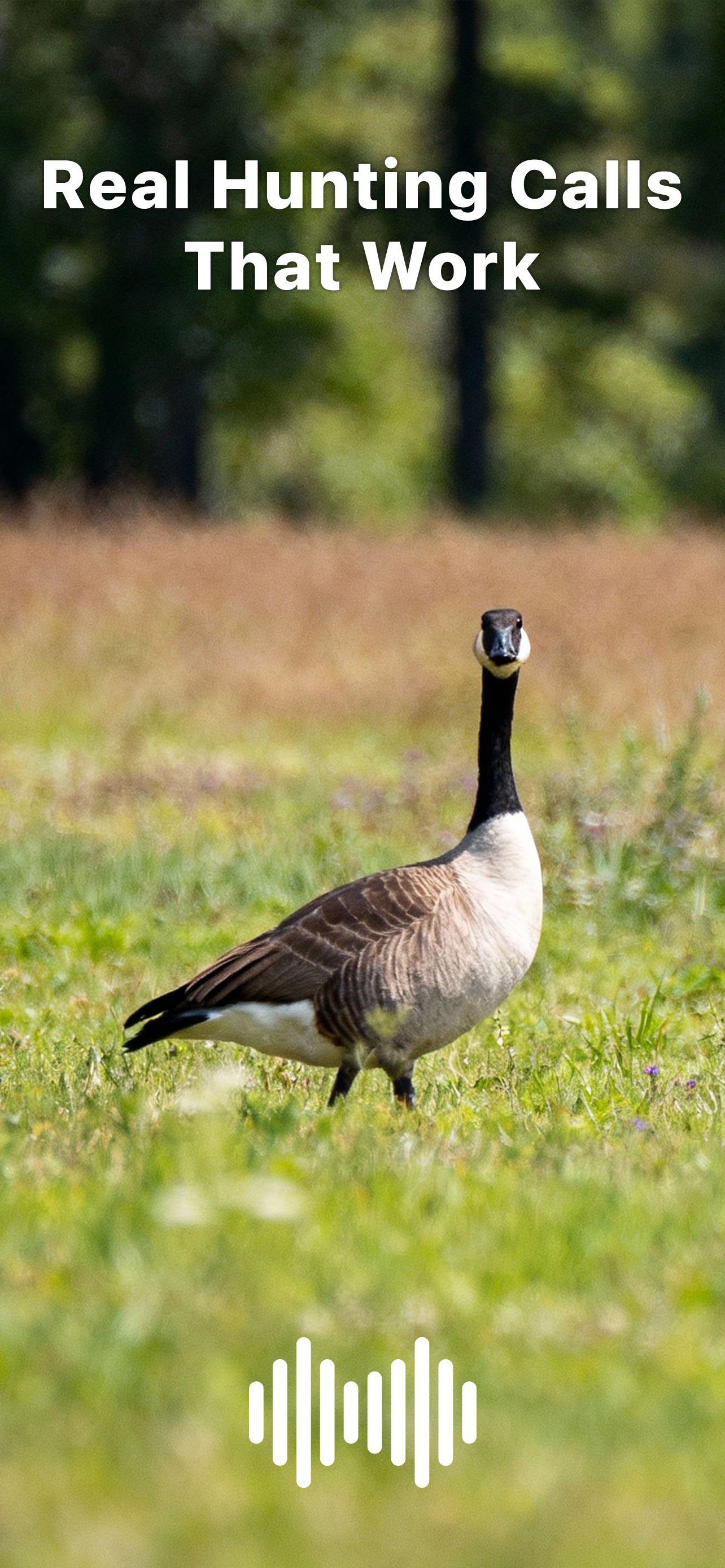 Hunting Calls: Goose