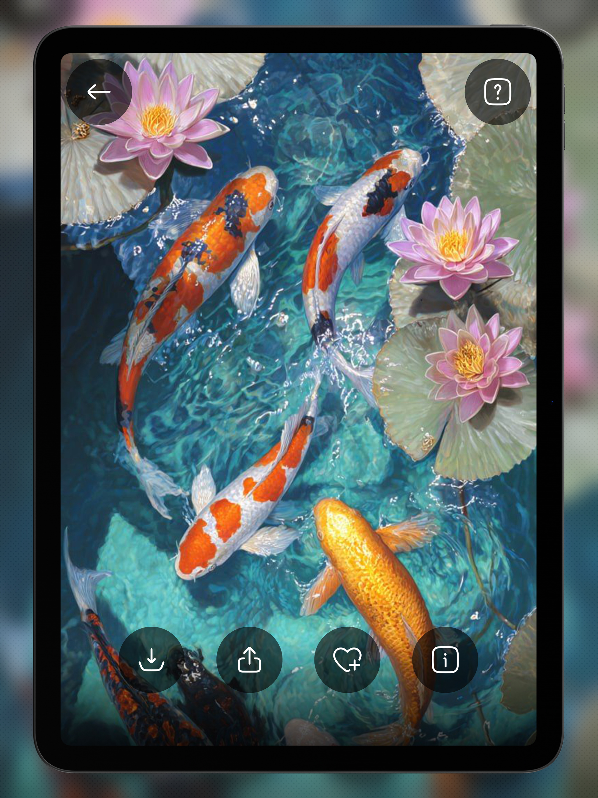 Koi Wallpapers