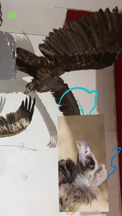 Байгалийн Түүхийн Музей screenshot-9