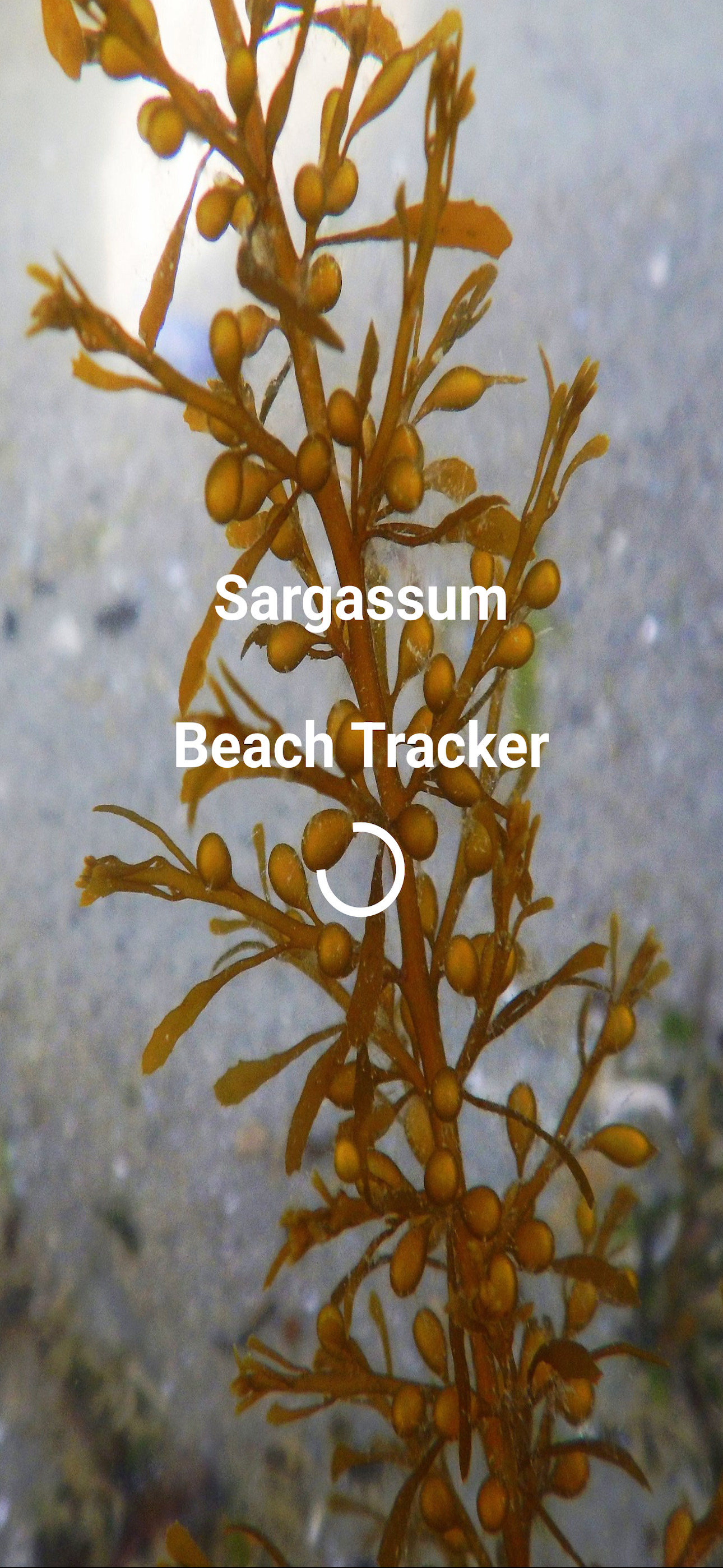Sargassum