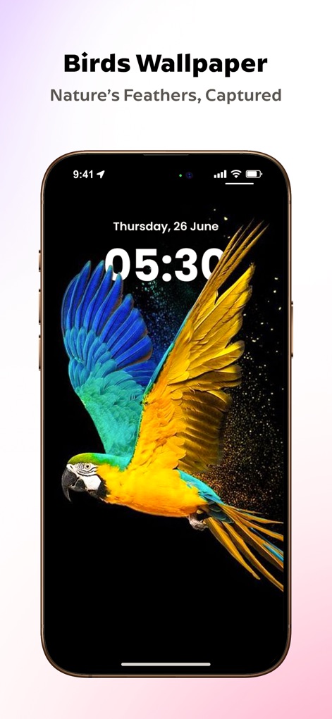 Vibewalls - Wallpaper HD & 4K - A imagem exibe um vibrante papel de parede de um papagaio colorido, com suas penas azuis e amarelas em destaque contra um fundo escuro.