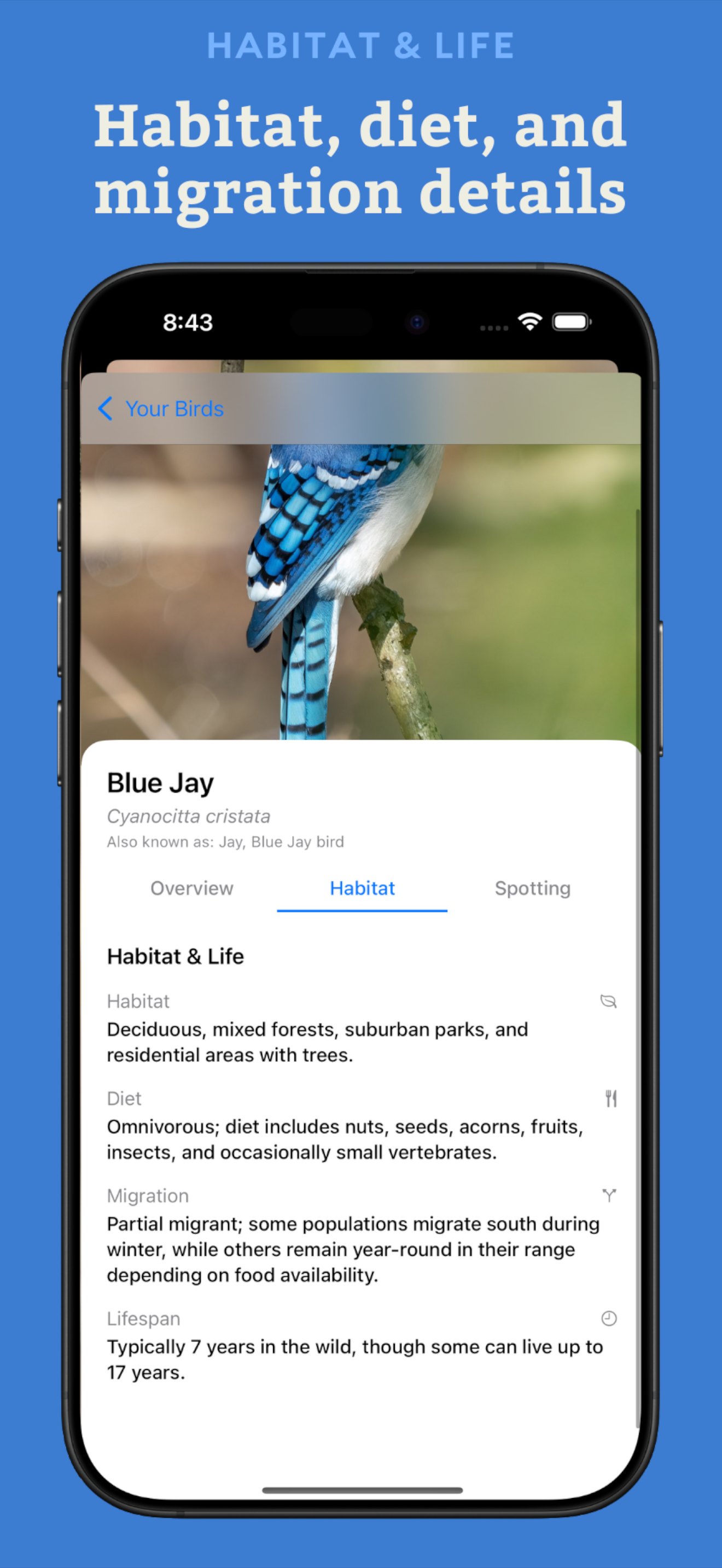 Bird Identifier: BirdLens
