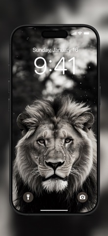 Lion Wallpapers 4K screenshot