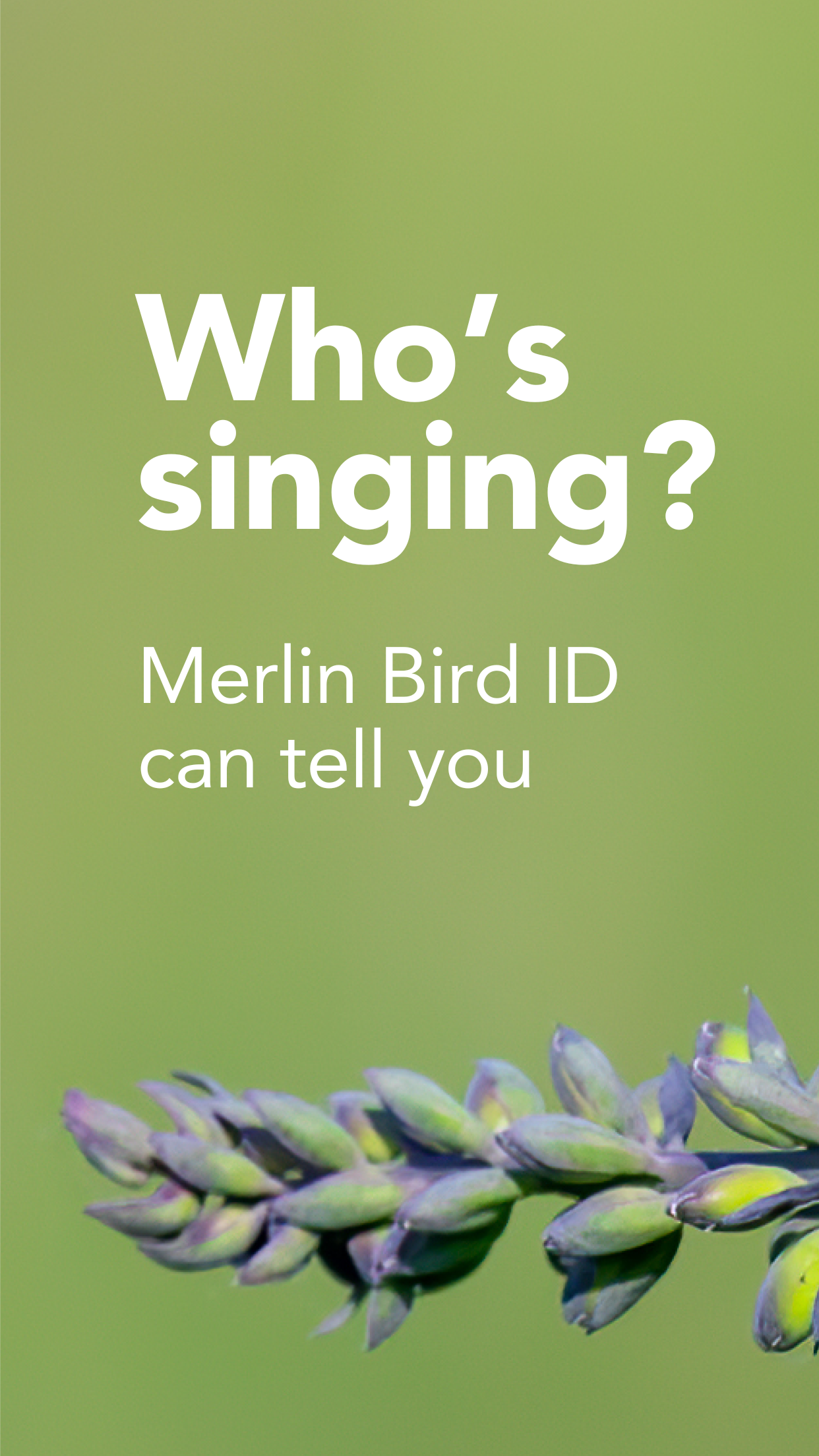 Merlin Bird ID by Cornell Lab screenshot 1