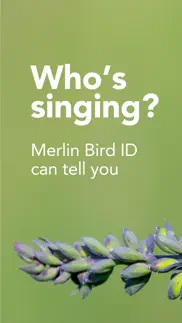 merlin bird id by cornell lab not working image-1
