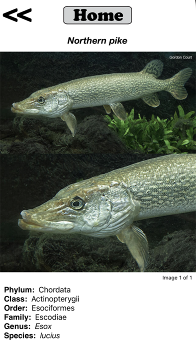 Fish Sorter Screenshot