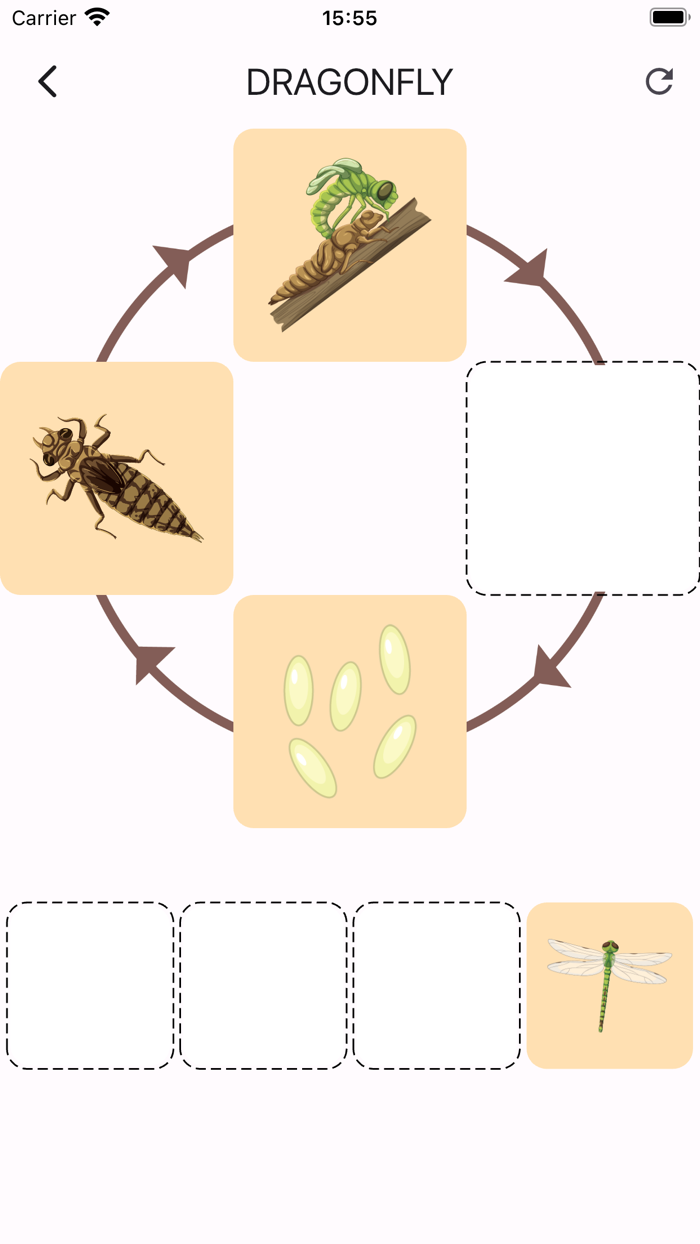 Learn life cycle for toddler