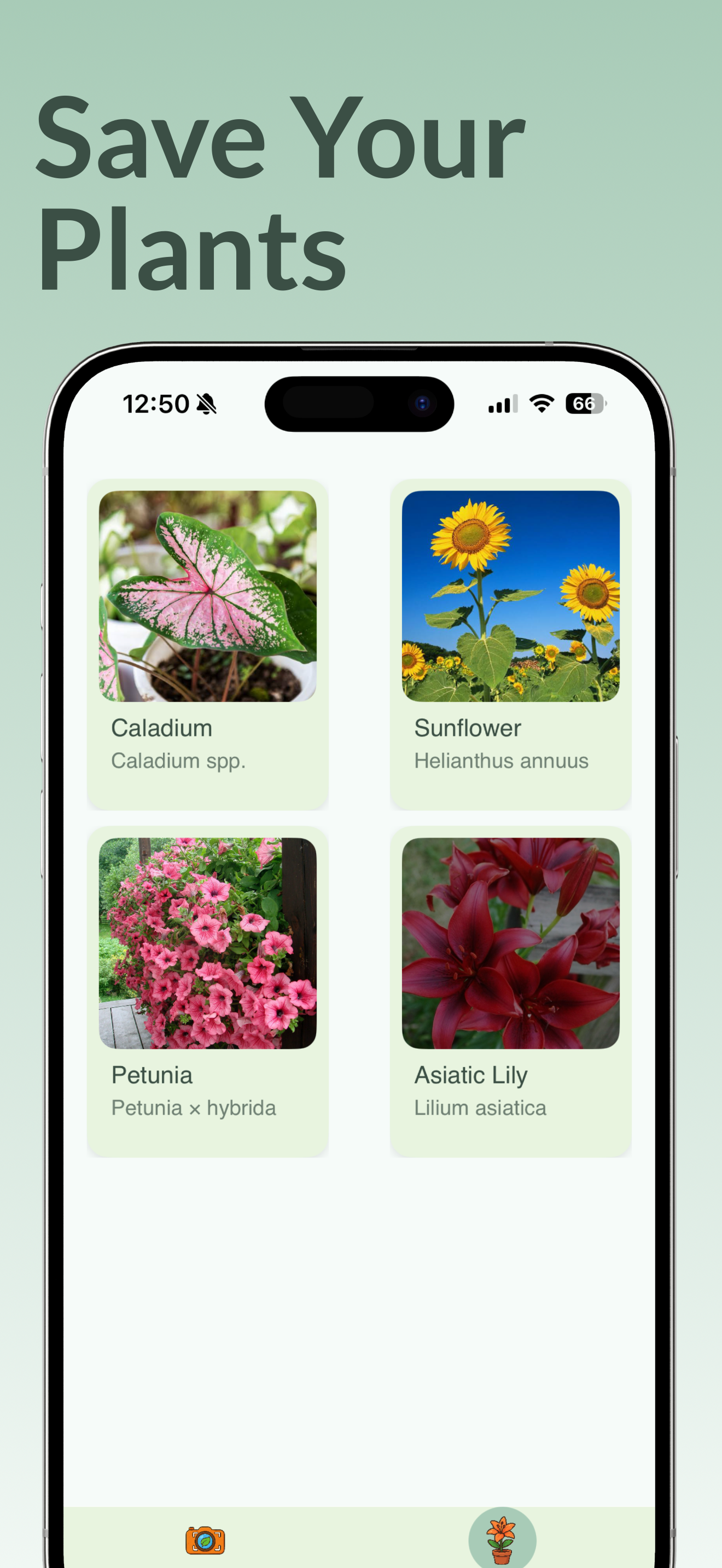 Flower Identifier: FloraAi