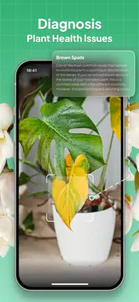 Plant Identifier: LeafSnap : capture d’écran 3 sur 6