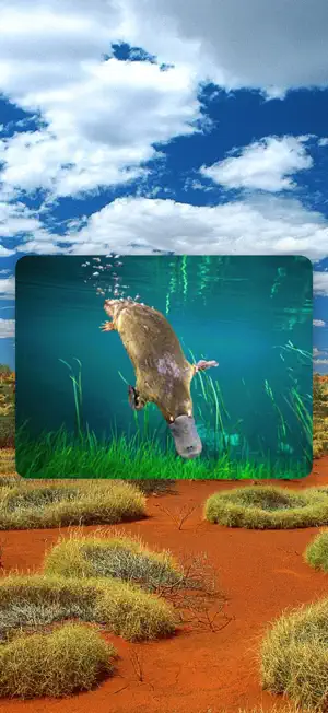 Animals of Australia for Kids screenshot 3