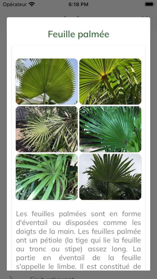 #6. e Palm (iOS) 由: ENVIVIA