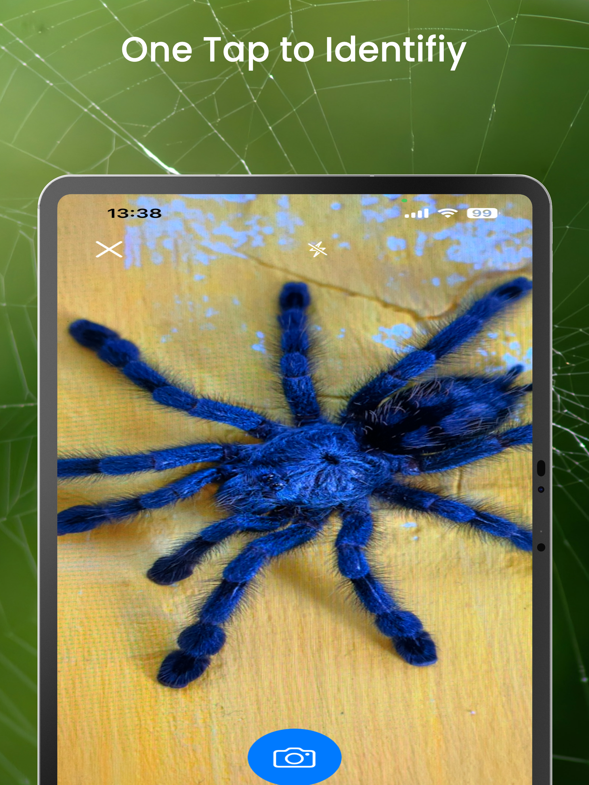 Spider Identifier - by picture