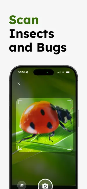 Insect Identifier - Insectr screenshot 2