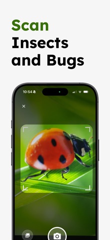 Insect Identifier - Insectr Screenshot 2 of 5