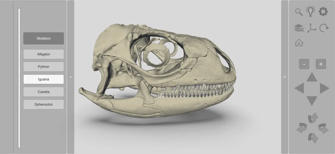 Screenshot #3 pour 3D Reptile Skulls