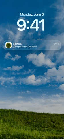 A Bird A Day screenshot