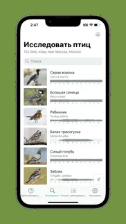 merlin bird id by cornell lab айфон картинки 3