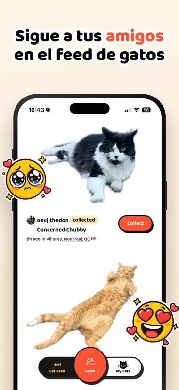Cat Collector: Gatos de verdad screenshot 6 of 6