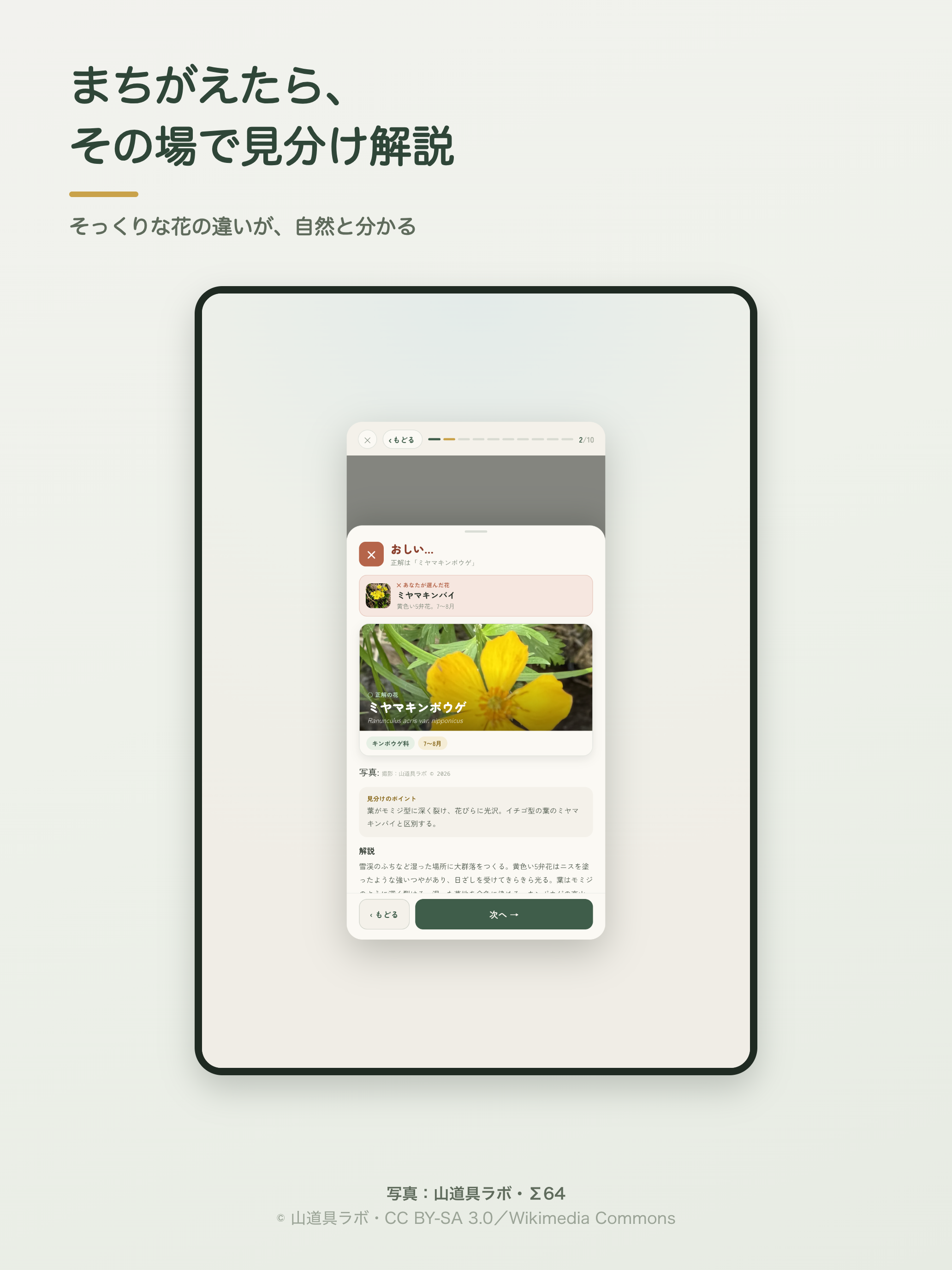 山の花名人 高山植物の名前がわかる図鑑クイズ screenshot 7