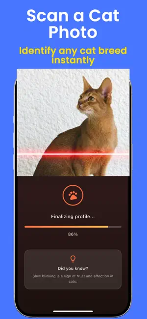 Cat Identifier. screenshot 2