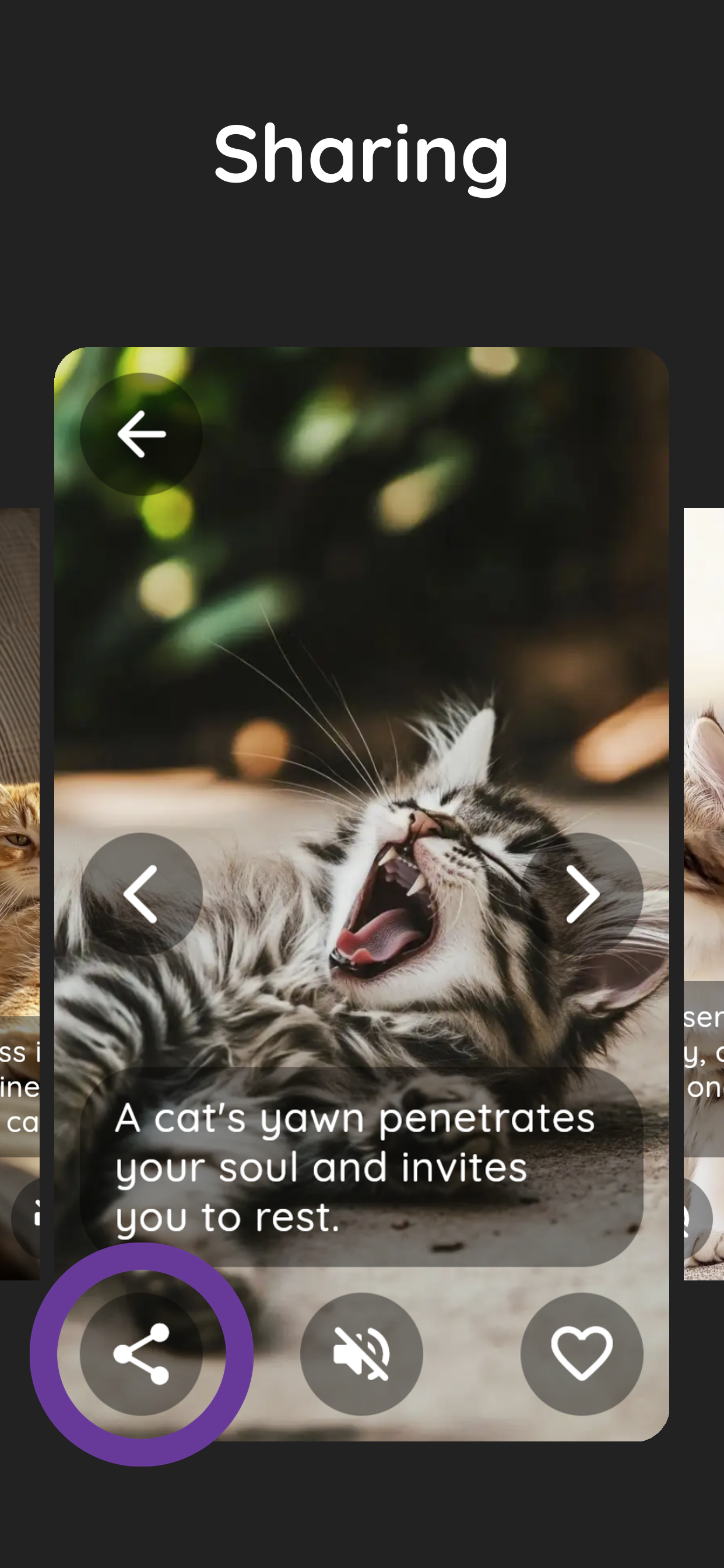 Purrity: cat photos and purr