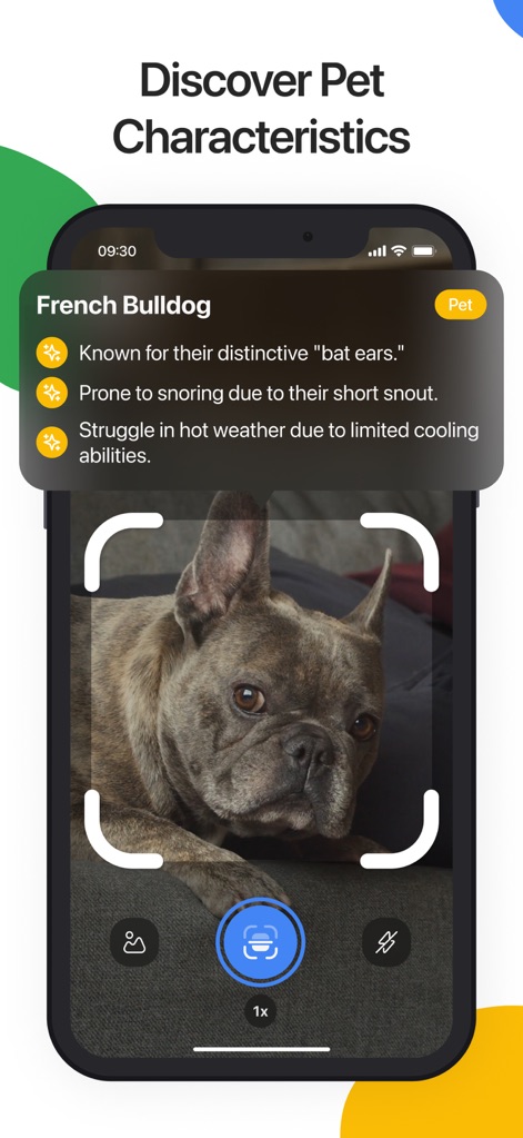 Lens Scan: Identify Anything - The app reveals specific animal characteristics, detailing a "French Bulldog" by its "distinctive 'bat ears'" and snoring habits.
