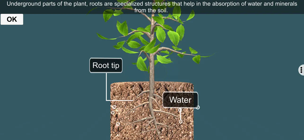 Screenshot #3 pour Photosynthesis by EduTech Era
