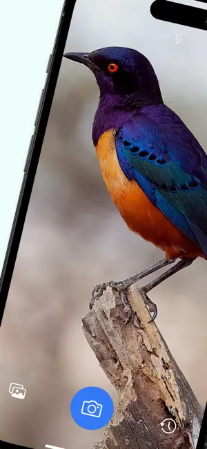 Bird Identifier - Birding ID screenshot 1