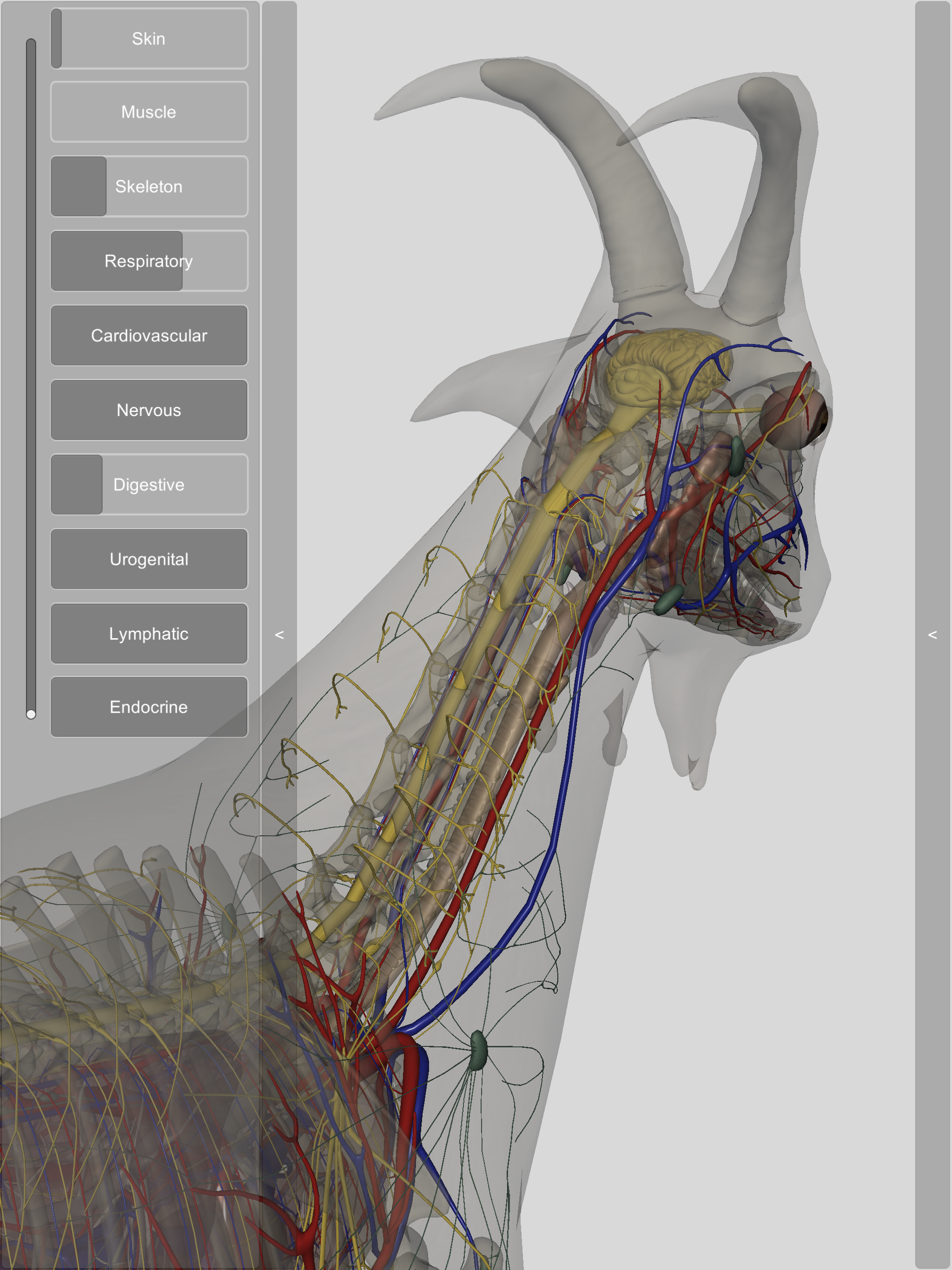 3D Caprine Anatomy